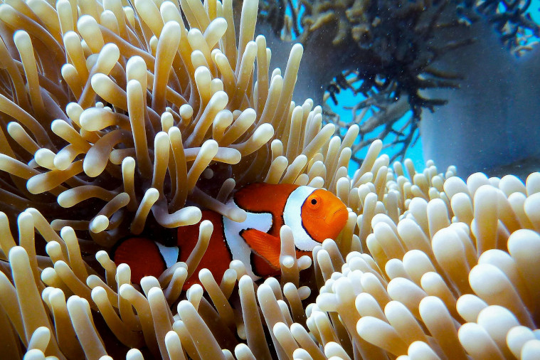 The Great Barrier Reef